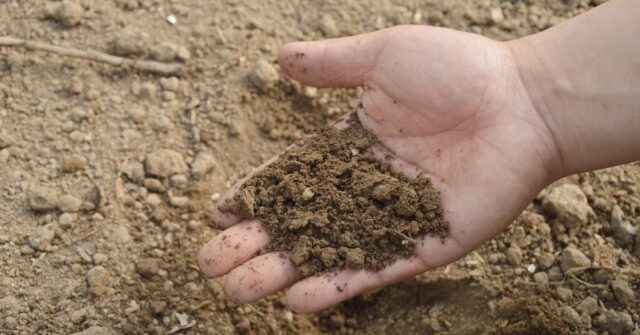 Why soil testing and anti-termite treatment for building construction